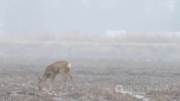 欧洲野生动物视频