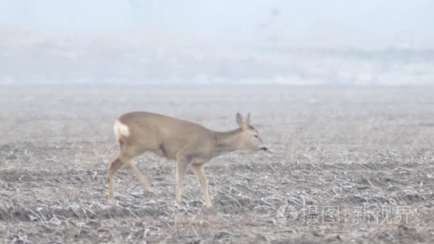 欧洲野生动物视频