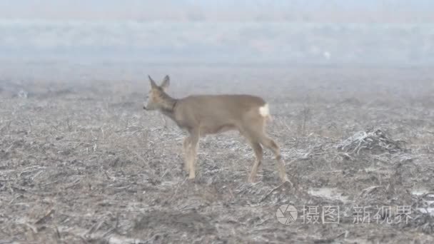 蓝色白色爆炸多种颜色的烟雾爆炸流体粒子视频