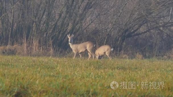 在欧洲的野生动物视频