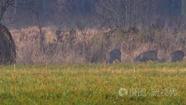 在欧洲的野生动物视频