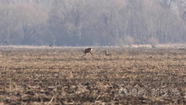 在欧洲的野生动物视频