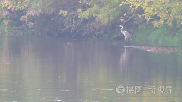 欧洲野生动物视频