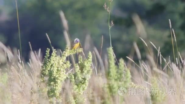 小鸟在草地上视频