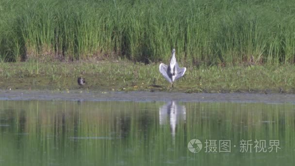 欧洲野生动物视频