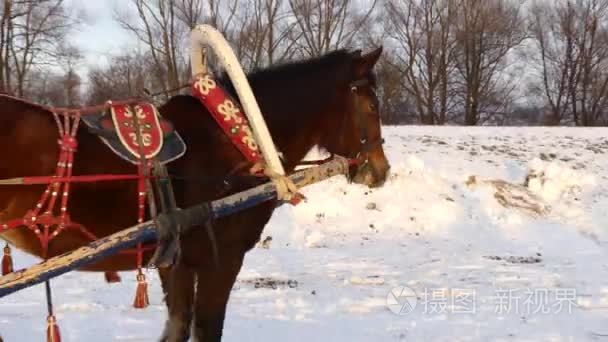 马雪橇冬季的阳光明媚的一天视频