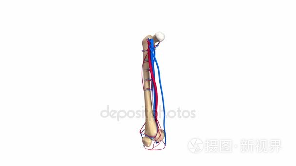股骨动脉和静脉系统视频