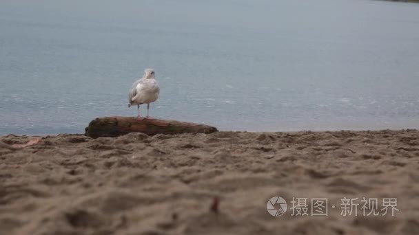 一只海鸥沙滩海洋视频