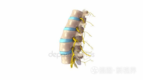 腰椎神经系统视频