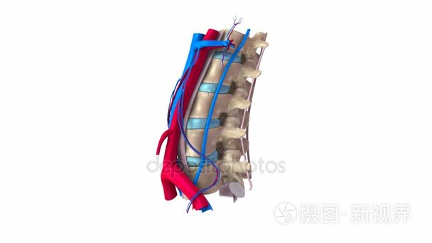 腰脊柱韧带动脉视频