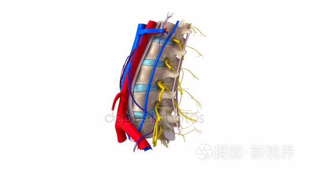 腰脊柱韧带动脉视频