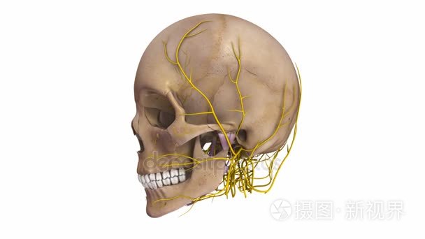 头骨与中枢神经系统视频