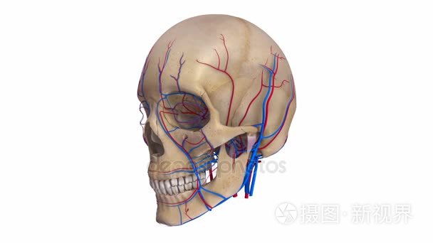 颅骨缺损动脉和静脉视频