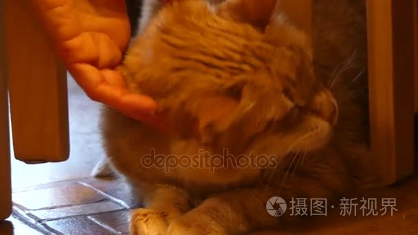 美丽的橙色猫手爱抚视频