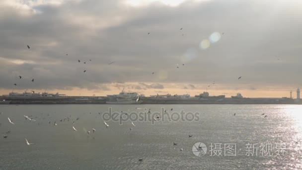 一群海鸥飞过沧海