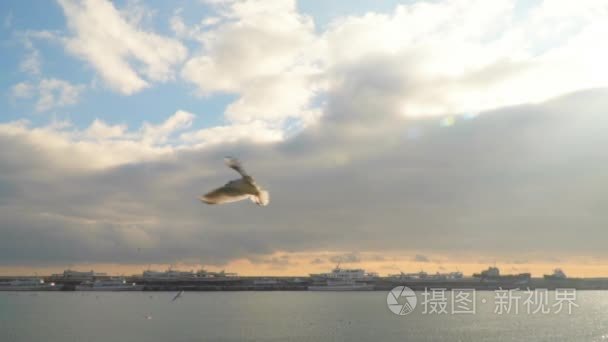 海鸥飞上的抓取食物视频