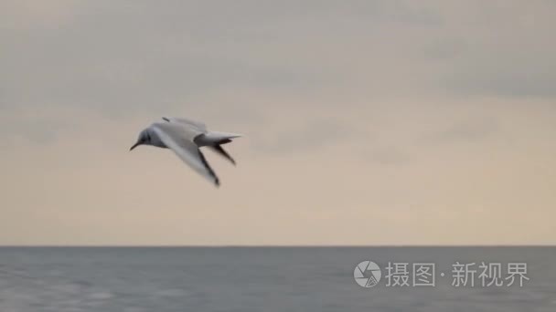 海鸥飞越大海