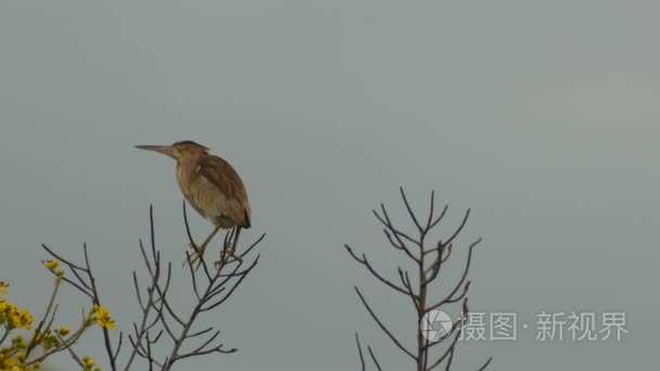 黄卤只鸟飞翔视频