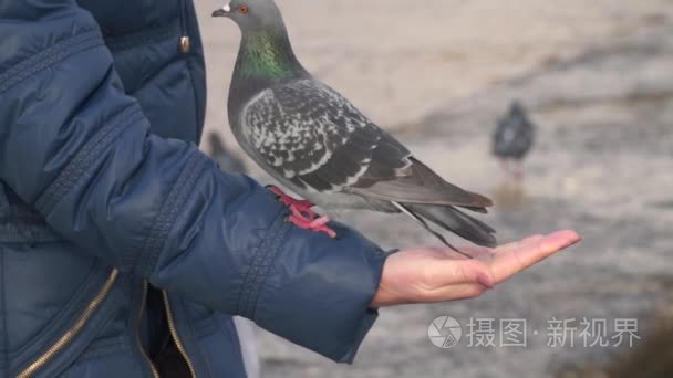 在其中一只鸽子走一个女人的手视频