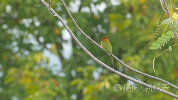 绿色食蜂鸟鸟在树枝上休息