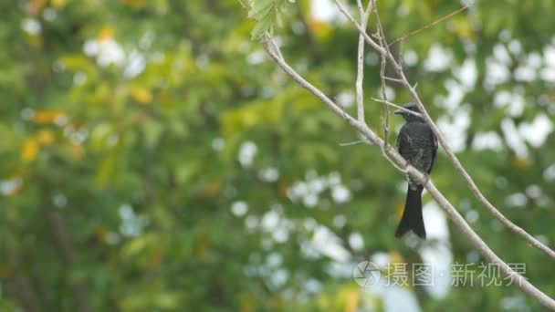 黑卷尾从树枝飞