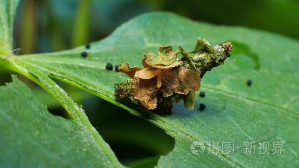 常见的袋蛾,毛虫幼虫短视频