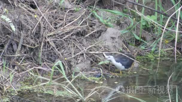 白胸沃特亨寻找食物沿着海岸视频