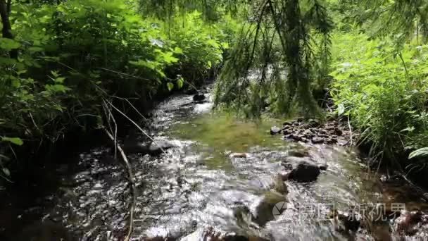 森林山小溪流淌视频