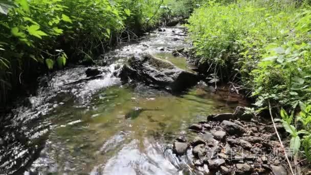 森林山小溪流淌视频