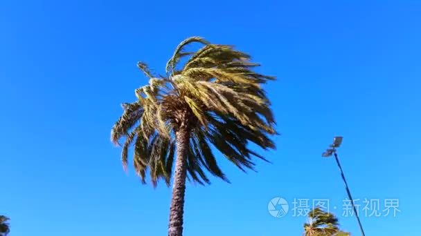 棕榈树吹大风视频