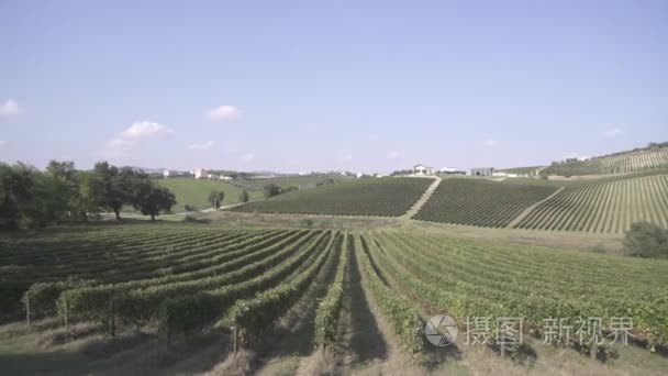一排排的葡萄种植园视频