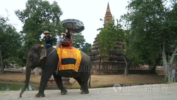 游客骑着一头大象视频