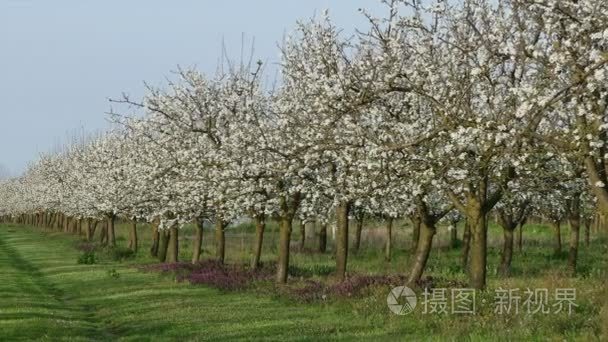 在春天的梅花树果园视频