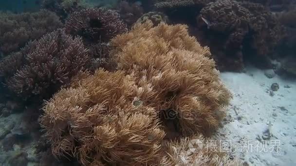 生活在珊瑚花园、 大洋洲、 印度尼西亚、 东南亚
