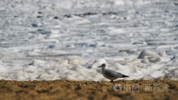 海鸥在冷冻冰海的海滩上视频