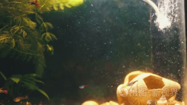 许多美丽色彩缤纷的鱼群长纱尾巴和精美在首页水族馆