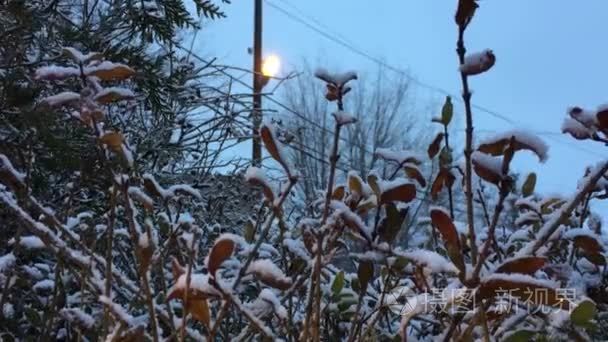 冬夜是雪自然景观中的树叶下雪视频