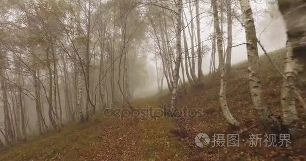 走在树林森林与坏天气雾户外穿越白桦树阴沉沉的一天。4 k Pov 向前射击的性质