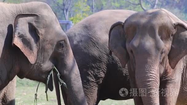 大象在泰国吃植物视频