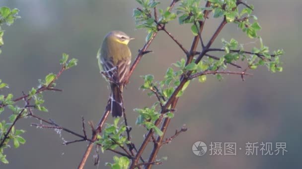 欧洲野生动物视频