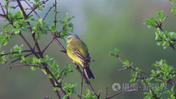 欧洲野生动物视频