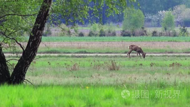 欧洲野生动物视频