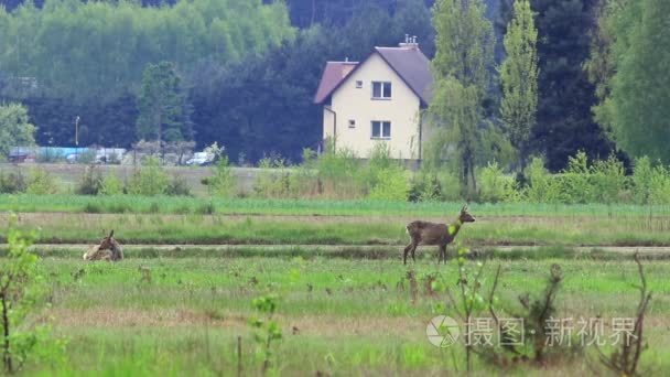 欧洲野生动物视频