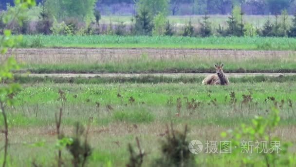 年轻孕妇坐在室内沙发上用绿色屏幕浏览笔记本电脑的特写镜头视频