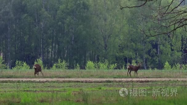 欧洲野生动物视频