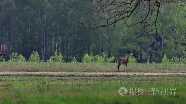 欧洲野生动物视频