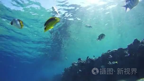 在红海埃及海洋生物背景视频