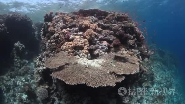 学校的背景水下景观在红海的鱼视频