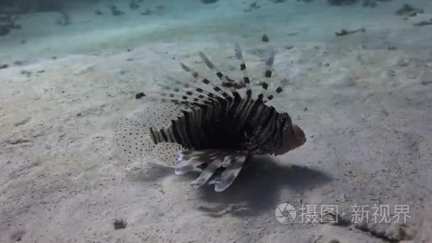 蚰水下背景区景观的红海沙底上视频