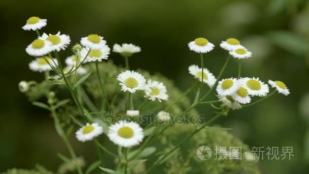 洋甘菊花在公园里